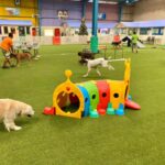 FRIENDLY PLACES YOU CAN FIND IN DUBAI FOR YOUR DOG