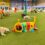 FRIENDLY PLACES YOU CAN FIND IN DUBAI FOR YOUR DOG